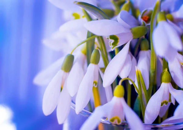 Mooie Snowdrop Bloem Macro — Stockfoto