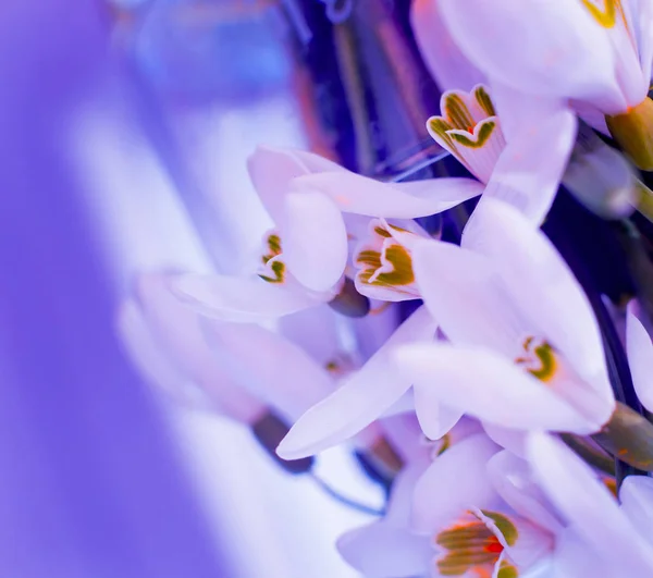 Hermosa Flor Nieve Macro — Foto de Stock