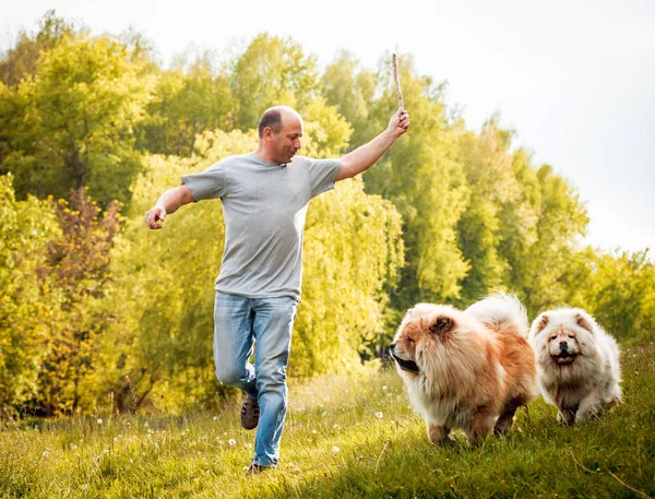 Felnőtt Férfi Játszik Kutyák Chow Chow Park — Stock Fotó