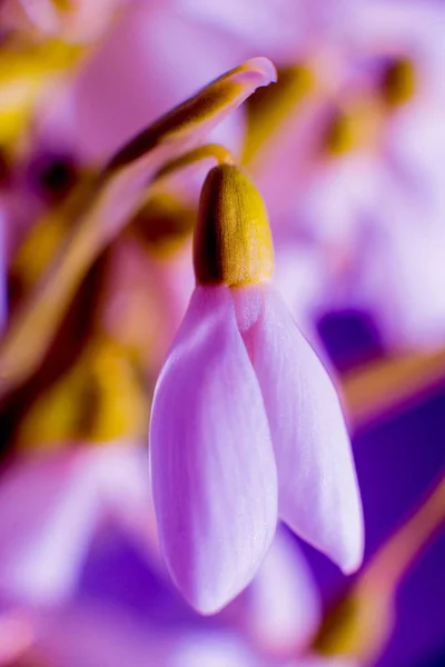 美しいスノー ドロップの花 マクロ — ストック写真