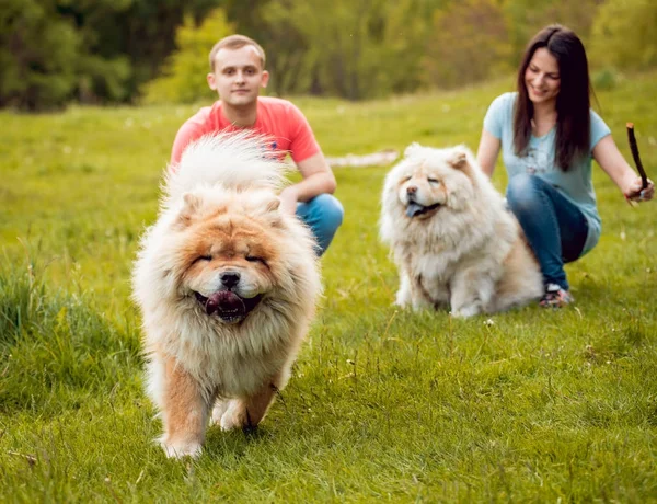 Jovem Casal Com Seus Cães Comer Chow Andando Parque Divertindo — Fotografia de Stock