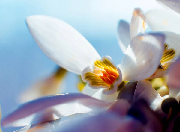 Bela Flor Neve Macro — Fotografia de Stock