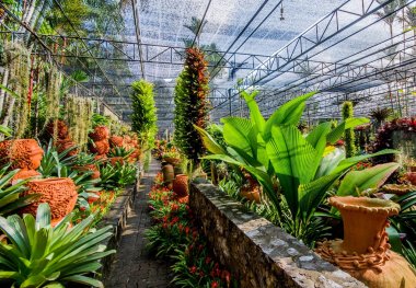 Egzotik bitkiler ile güzel orangery