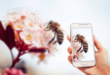 telefon ve arı bir çiçek ver. Makro