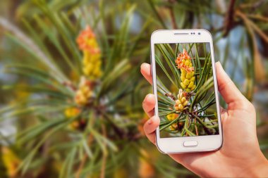 Elinde telefon. Makro fotoğrafçılık koniler