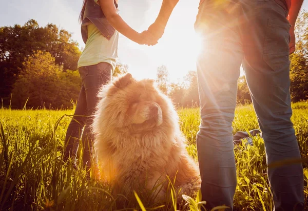 Junges Paar Mit Hund Chow Chow Spazieren Park Und Amüsieren — Stockfoto