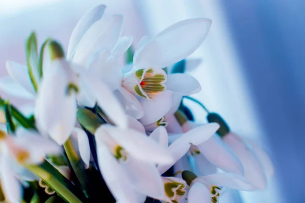 美しいスノー ドロップの花 マクロ — ストック写真