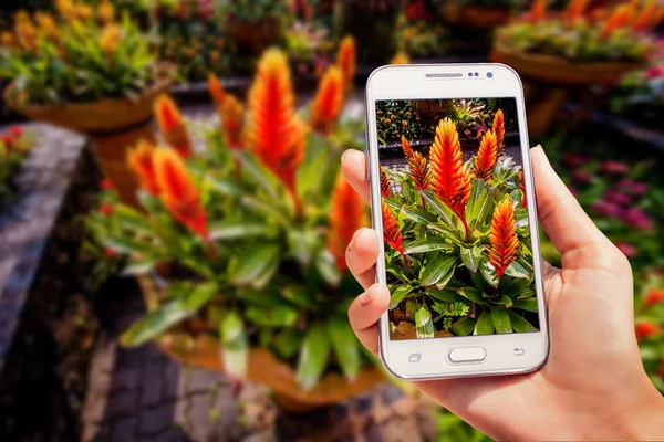 Hermoso Paisaje Asiático Mano Con Teléfono Flores — Foto de Stock