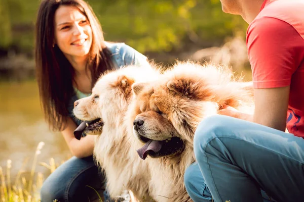 Fiatal Pár Kutyák Chow Chow Sétál Parkban Szórakozás — Stock Fotó