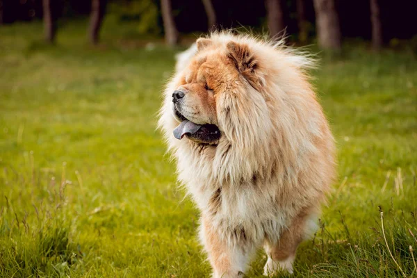 Vacker Hund Chow Chow Parken — Stockfoto