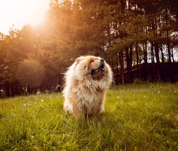 Mooie Hond Chow Chow Het Park — Stockfoto