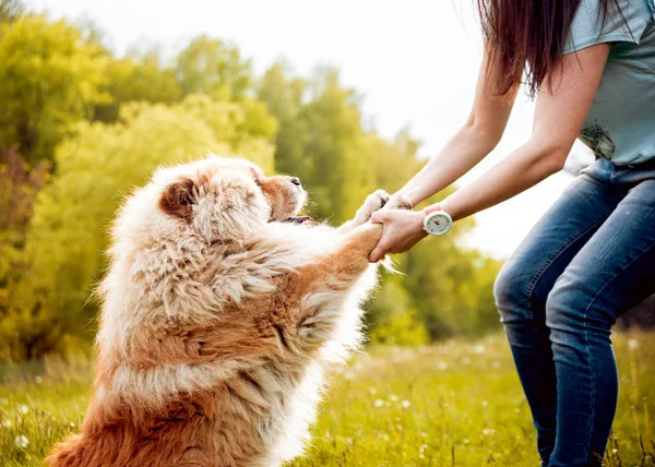 Junge Brünette Frau Mit Ihrem Hund Chow Chow Gassi Gehen — Stockfoto