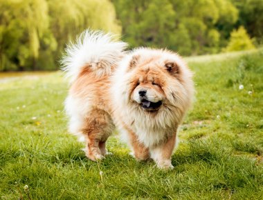 Parkta güzel köpek uyumak.