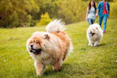 Parkta yürüyüş ve iyi vakit geçiriyorlardı onların köpekleri uyumak ile genç Çift