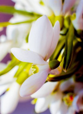 Güzel kardelen çiçek. Makro.