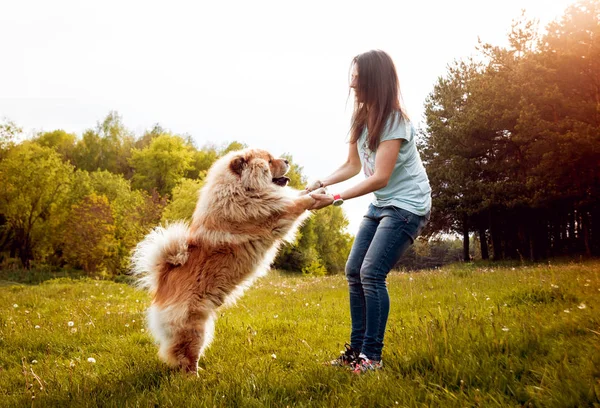 Jovem Morena Com Seu Cão Chow Chow Andando Parque Divertindo — Fotografia de Stock