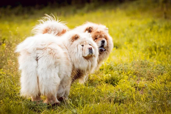 Bonitos Cães Chow Chow Parque — Fotografia de Stock