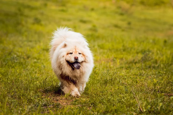 Τσόου Τσόου Όμορφο Σκυλί Στο Πάρκο — Φωτογραφία Αρχείου