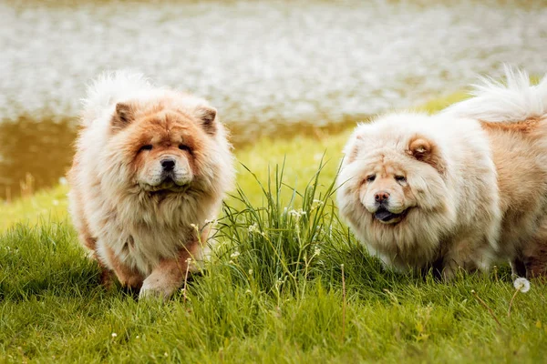 Vackra Hundar Chow Chow Parken — Stockfoto