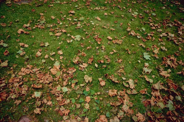 Upadłe Liście Zielonej Trawie — Zdjęcie stockowe