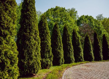 Peyzaj tasarımı. Doğa. Park. Açık havada