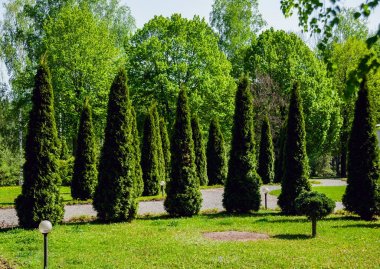 Peyzaj tasarımı. Güzel arka plan. Doğa. Park. Açık havada