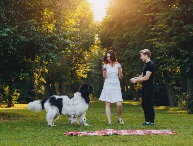 Genç çift yeşil park ile siyah ve beyaz Newfoundland köpek çalış