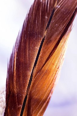 Kuşlar geçiş yumuşatma doku. Makro.