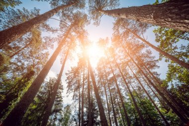 Forrest ışık ışınları. Arka plan