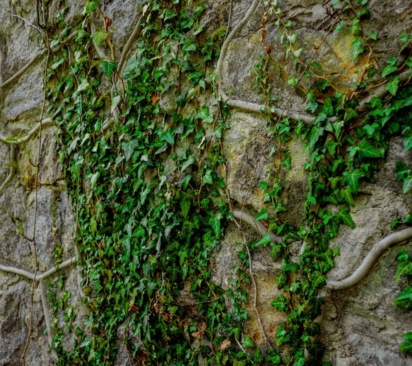 Antiguo Muro Piedra Con Hiedra Contexto —  Fotos de Stock