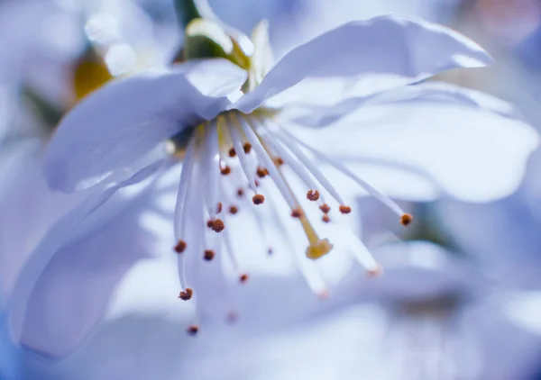 Lente Bloesem Boom Met Onscherpe Achtergrond — Stockfoto