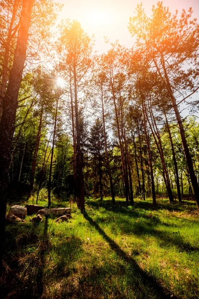 Lichtstrahlen Wald Hintergrund — Stockfoto