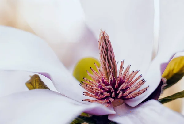 Magnolia Bloem Met Onscherpe Achtergrond — Stockfoto