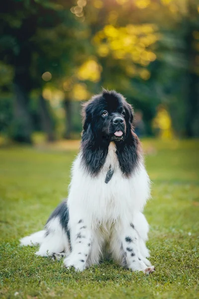 Vacker Svart Och Vitt Newfoundland Hund Poserar Grasss Park — Stockfoto