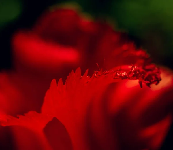 Beautiful Spring Flowers Selective Focus — Stock Photo, Image