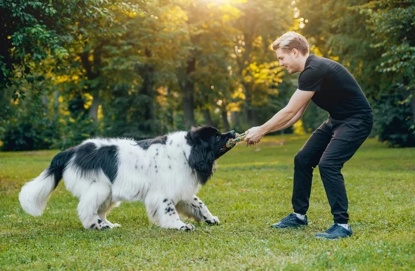 素敵な白と黒のニューファンドランド犬が公園でその所有者若い金髪男と遊ぶ — ストック写真