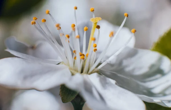 背景をぼかした写真を春花の木 — ストック写真