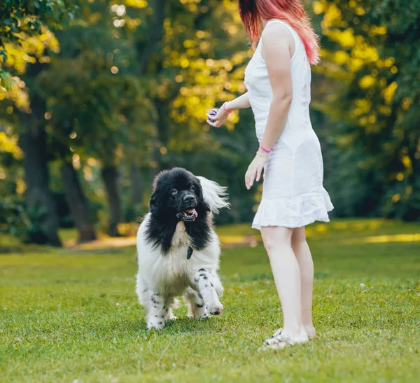 Ньюфаундленд Собака Грає Кавказька Жінка Зеленому Парку — стокове фото