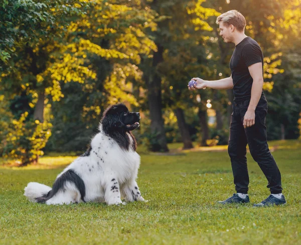 Fina Svarta Och Vita Newfoundland Hund Leker Med Dess Ägare — Stockfoto