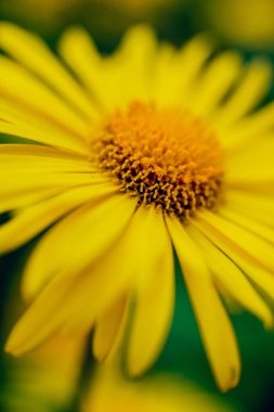 Arka planı bulanık papatya çiçeği.. 