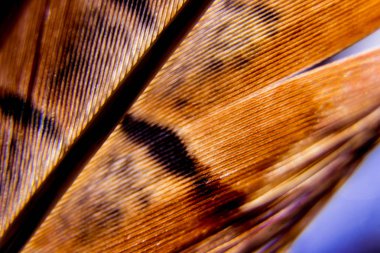 Kuşlar geçiş yumuşatma doku. Makro.