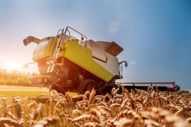 Combine harvester in action on wheat field. Process of gathering a ripe crop from the fields. clipart