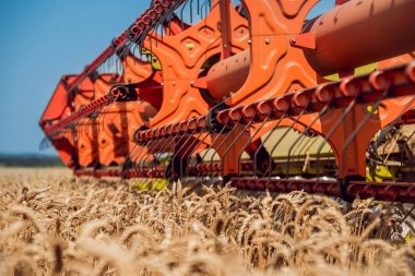 Biçerdöver buğday alan eylem içinde birleştirir. Olgun bir ürün tarladan toplama işlemi.