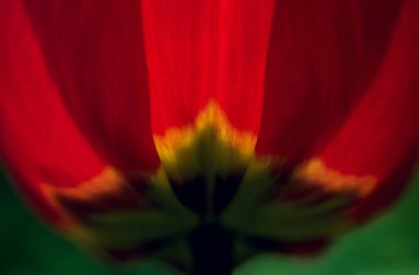 Güzel bahar çiçekleri, seçici odak