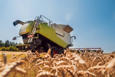 Biçerdöver buğday alan eylem içinde birleştirir. Olgun bir ürün tarladan toplama işlemi.