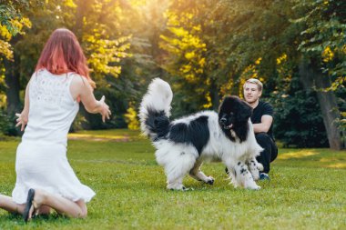 Genç çift yeşil park ile siyah ve beyaz Newfoundland köpek çalış