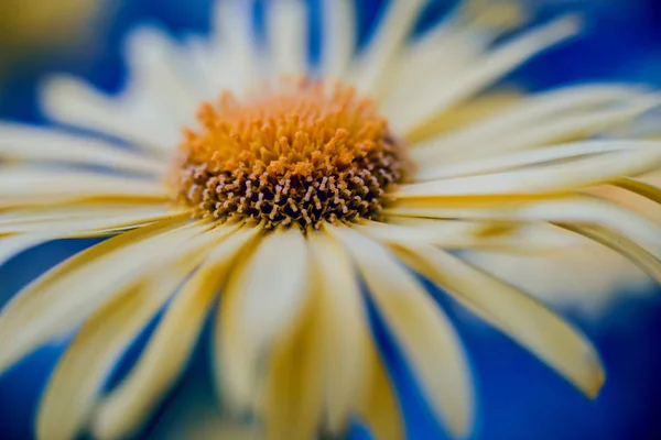 Fleur Camomille Avec Fond Flou — Photo