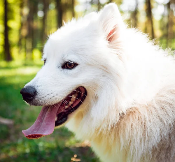 공원에서 Samoyed — 스톡 사진