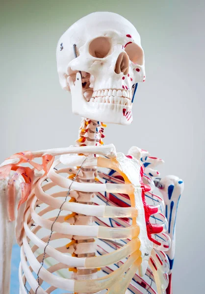 Human anatomy model. Medical office.