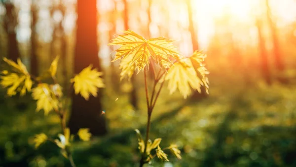 Închiderea Plantelor Alee Parcul Orașului Green Fundal Neclar — Fotografie, imagine de stoc